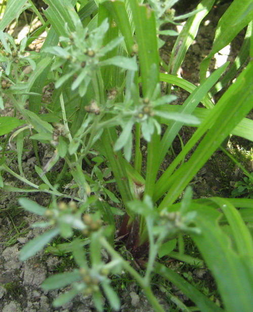 Ist das Unkraut oder eine Pflanze? Mein schöner Garten Forum
