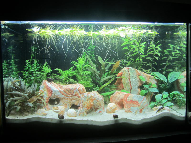Das "Wohnzimmer" für meine Schneckenbuntbarsche Aquarium