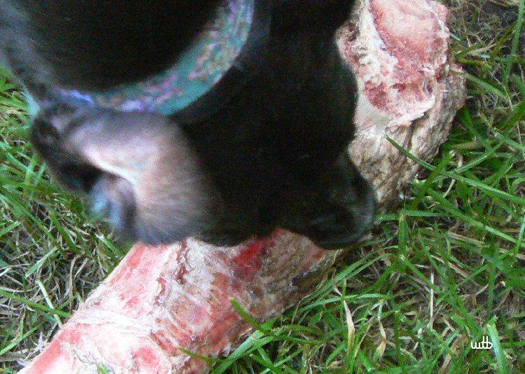 Der Knochen sieht nach dem drei Hunde sich damit die Zähne geputzt