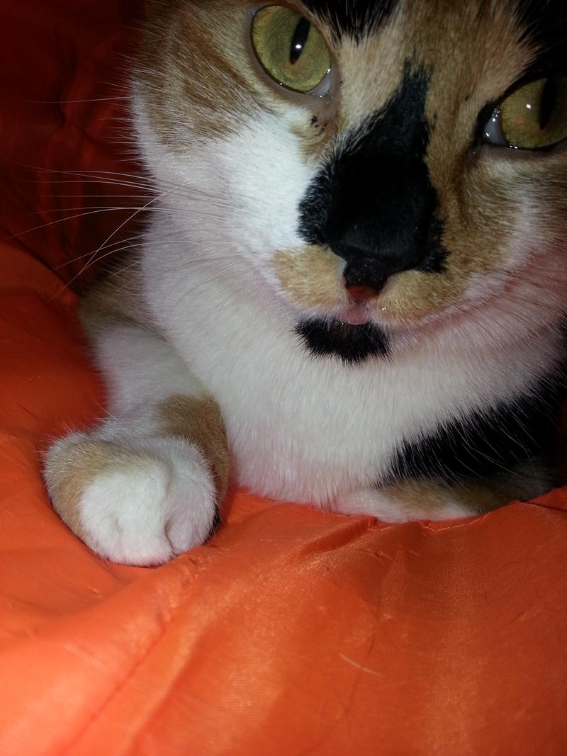 Komische Stelle unterhalb der Nase mit Foto Katzen Forum