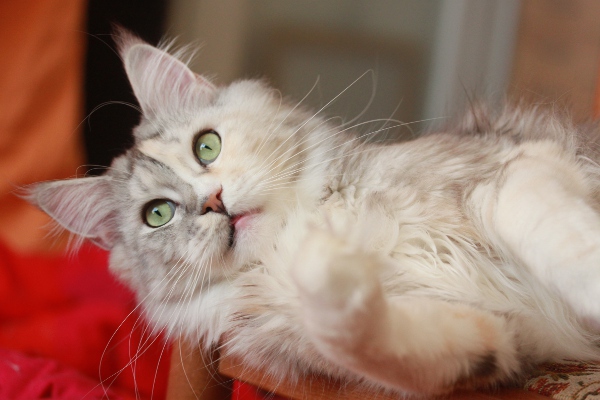 Maine Coon Seite 1191 Katzen Forum