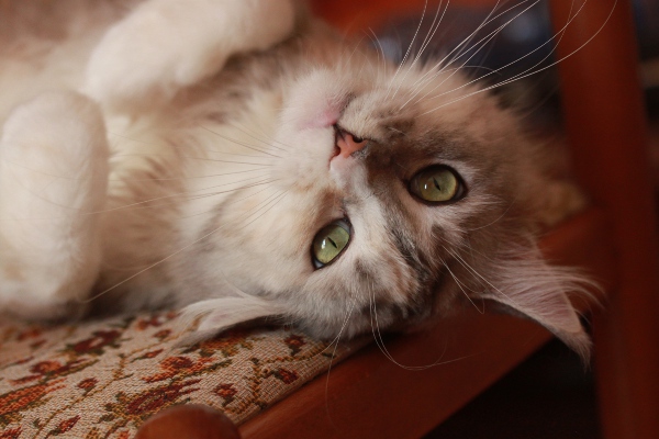 Maine Coon Seite 1191 Katzen Forum