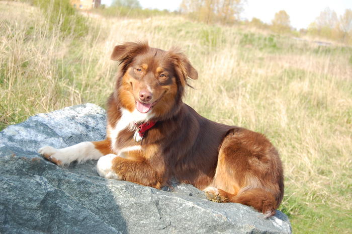 Vorstellung der Hunde im Forum Australian Shepherd Dog
