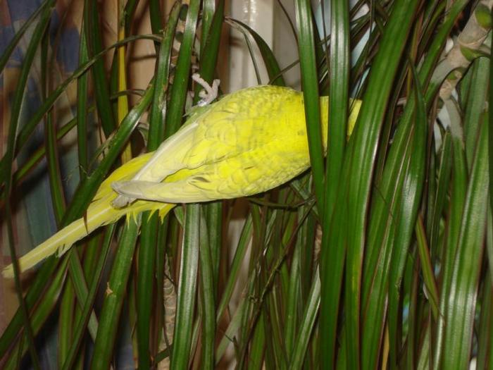 Giftige Zimmerpflanzen Fur Vogel
