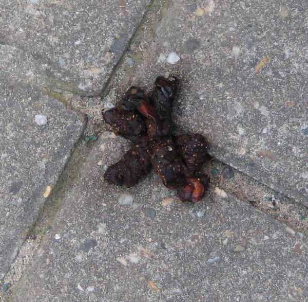 Welche Tiere treiben sich nachts bei uns im Garten rum? Mein schöner