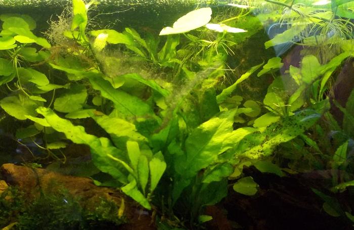 Sind das Fadenalgen? Ursache? Aquarium Forum