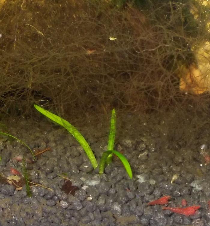 Sind das Fadenalgen? Ursache? Aquarium Forum