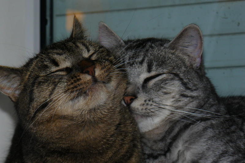 Katze gestorben Beerdigen & Familie