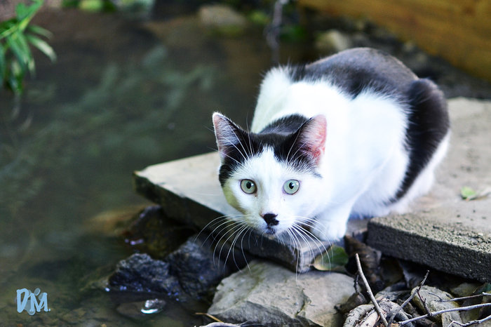 *winkewinke* wir schauen hier mal rein Das KatzenForum