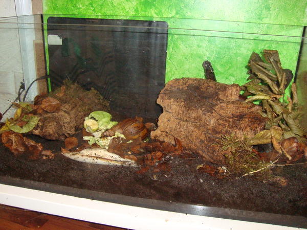 (Achat) Schnecken vom Wienerwald • Thema anzeigen Terrarien