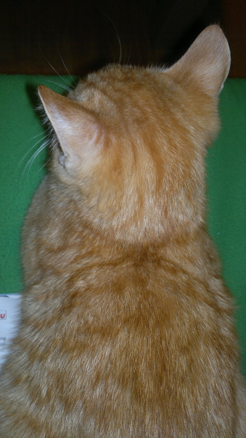 Flechte, ein Pilzbefall oder doch nur vom raufen? Katzen Forum