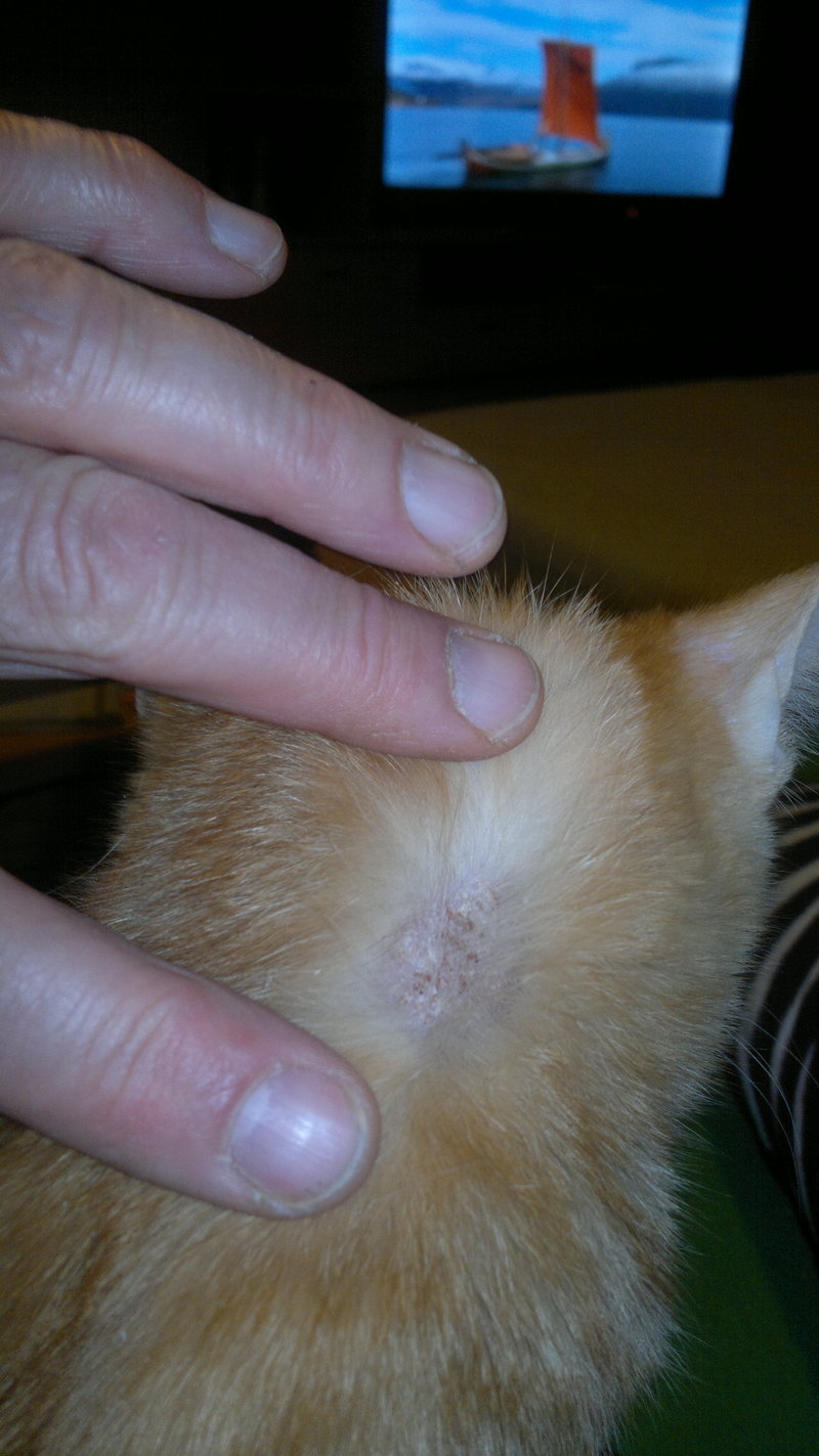 Flechte, ein Pilzbefall oder doch nur vom raufen? Katzen Forum