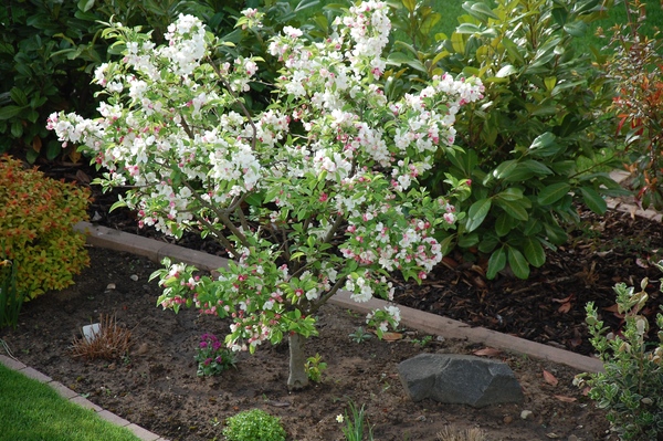 Zierapfel Tina als Hochstamm Mein schöner Garten Forum