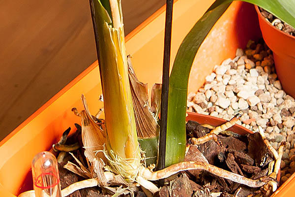 Orchidee Gelbe Blätter Schwarze Punkte
