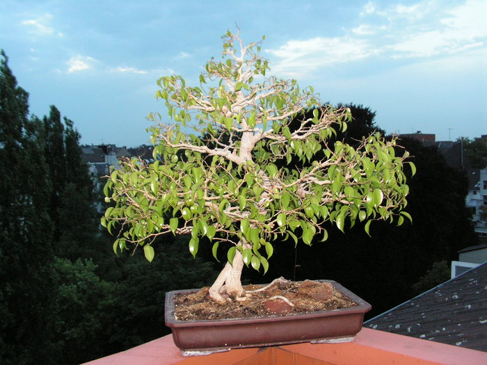 Ficus Benjamini Schneiden