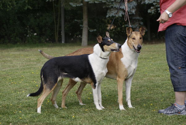 Mein Skip der Kurzhaar Collie Seite 2 Pudelforum.de