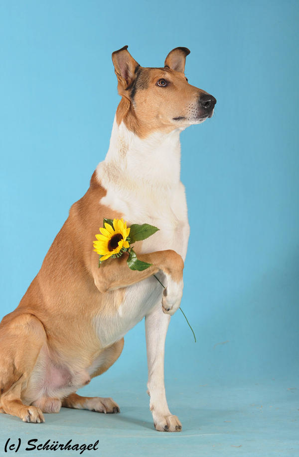Mein Skip der Kurzhaar Collie Seite 2 Pudelforum.de