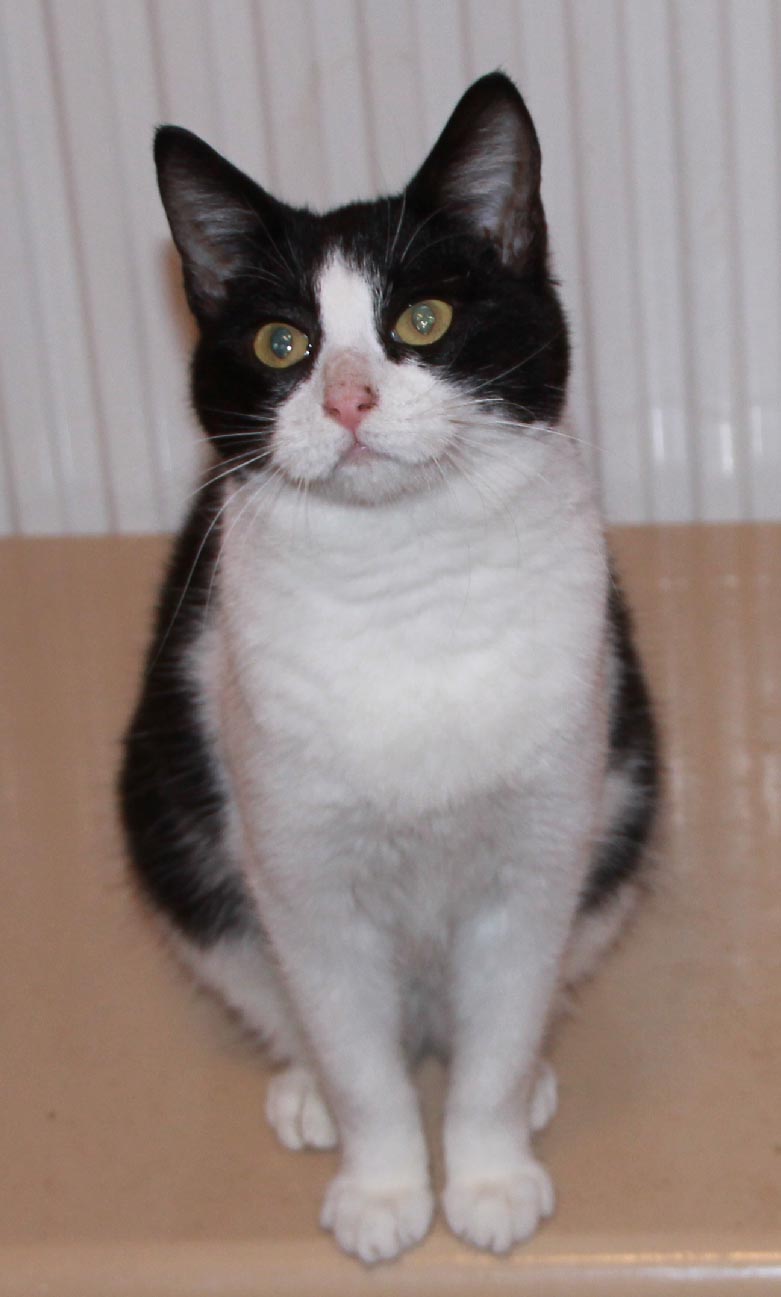 Europa Titch, wer hat ein Herz für kleinwüchsige Katze,*06/2011,Insel