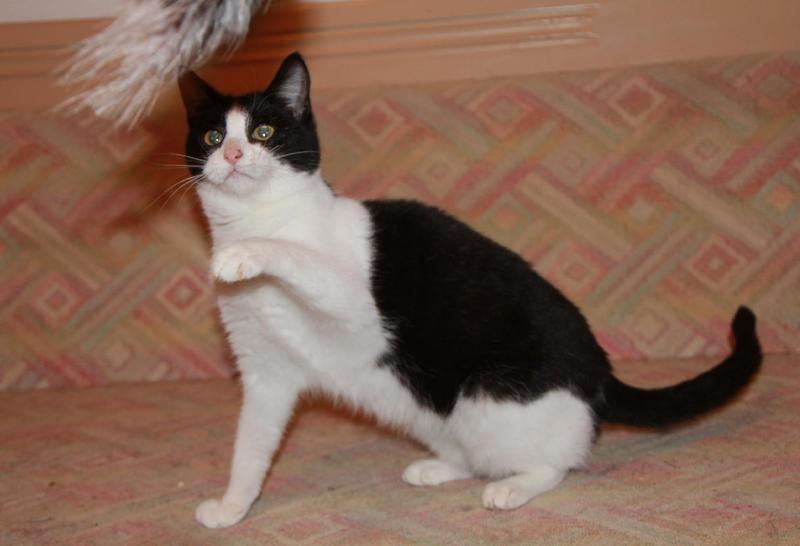 Europa Titch, wer hat ein Herz für kleinwüchsige Katze,*06/2011,Insel