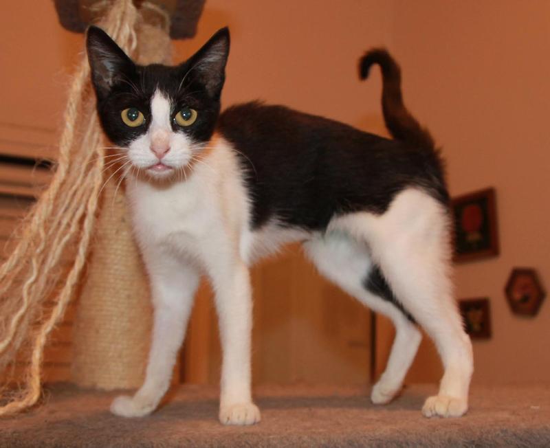 Europa Titch, wer hat ein Herz für kleinwüchsige Katze,*06/2011,Insel