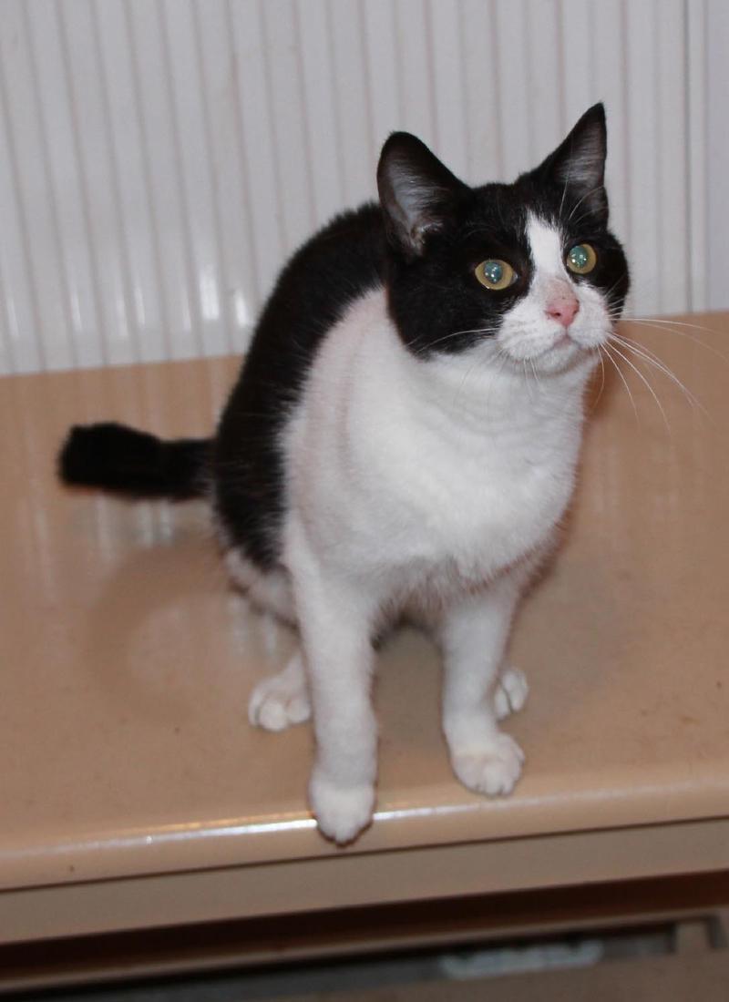 Europa Titch, wer hat ein Herz für kleinwüchsige Katze,*06/2011,Insel