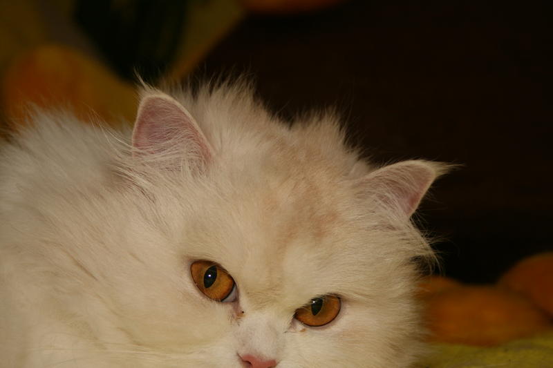 Perser Seite 137 Katzen Forum