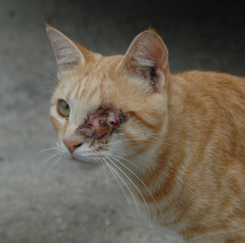 Urlaubskatzen Tierschutz Allgemein Katzenforum MietzMietz das