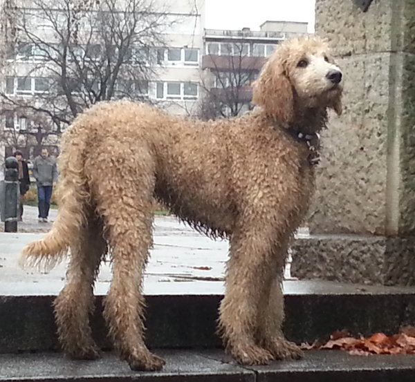 Weisser Pudel wirklich soo heikel? Seite 2 Pudelforum.de