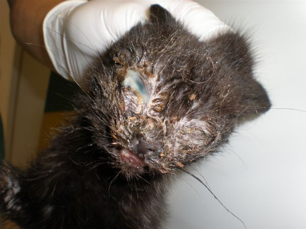 Kamillentee bei vereiteten und verklebten Augen? Seite 2 Katzen Forum