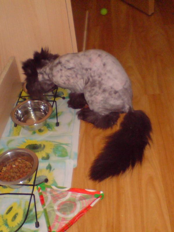 fotos von katzen die geschoren wurden! Katzen Forum