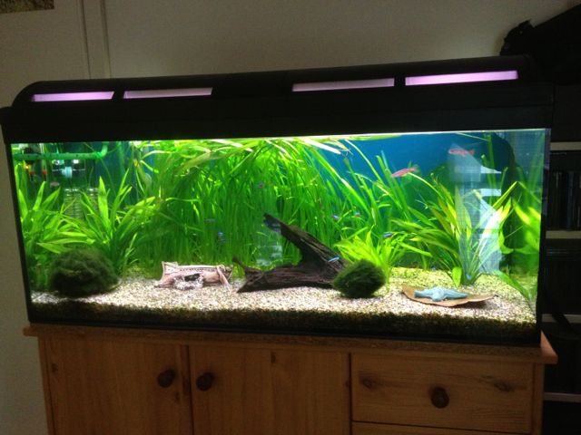 Hilfe zum Umstieg auf Neon Artenbecken Aquarium Forum