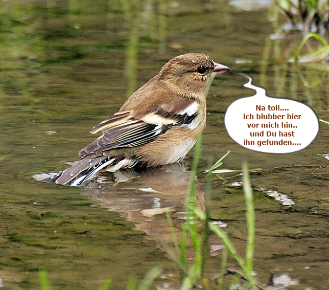 ich hoffe du Hast einen schönen Tag DeutschItalienisch Übersetzung