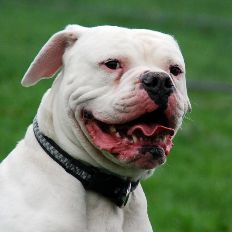 List 97+ Pictures Old English Bulldog Boxer Mix For Sale Sharp