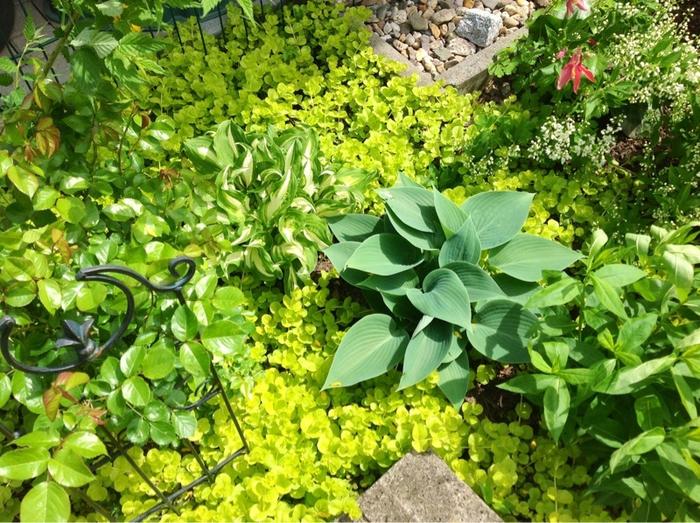 Hostas 2013 April/Mai Hörnchenalarm und Entfaltung