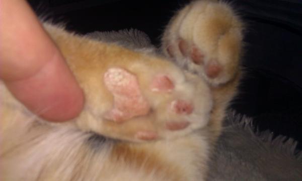 womit reinigen bei Pilzbefall? Ansteckungsgefahr? Katzen Forum