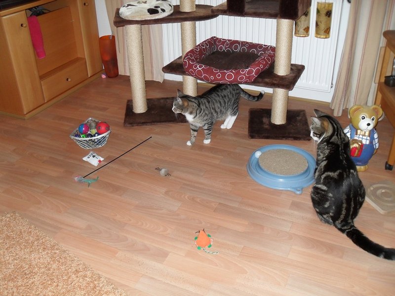 Das KatzenForum • Thema anzeigen Krimskrams in Euren Wohnzimmern
