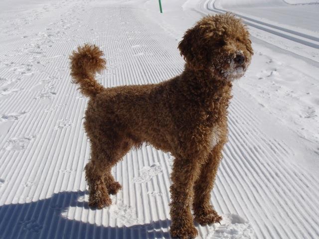 "Toller" Pudel oder ein Traum wird endlich wahr Seite 13