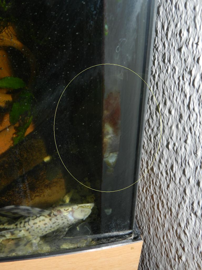 aquarium geplatzt... Seite 2 Fischlis.at Dein Forum!