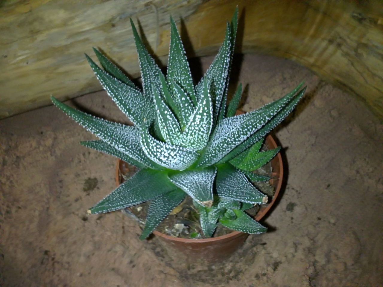 Sukkulenten giftig Gräser im kübel überwintern