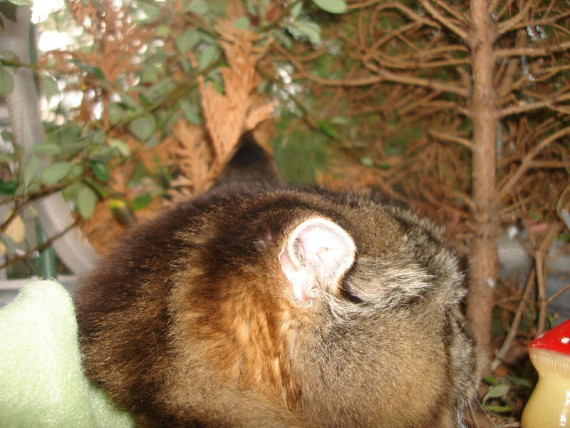 Blutohr Gesunde Hunde Forum