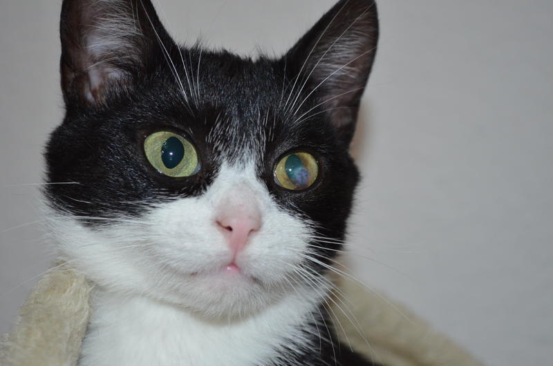 Trübes Auge, bräuchte mal Rat Seite 5 Katzen Forum
