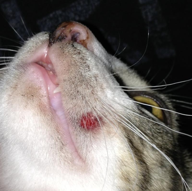 Wunde Tierarzt ja oder nein? Katzen Forum