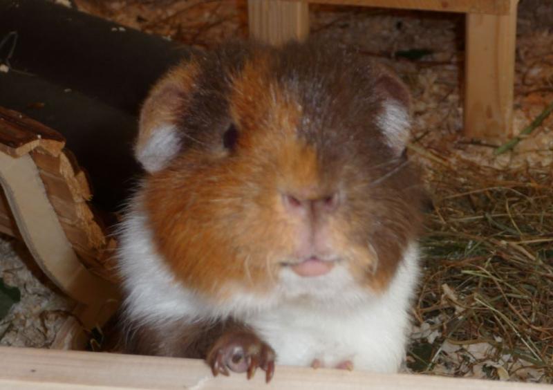 Freigehge im Aufbau Was wird der Boden??? Meerschweinchen Haltung