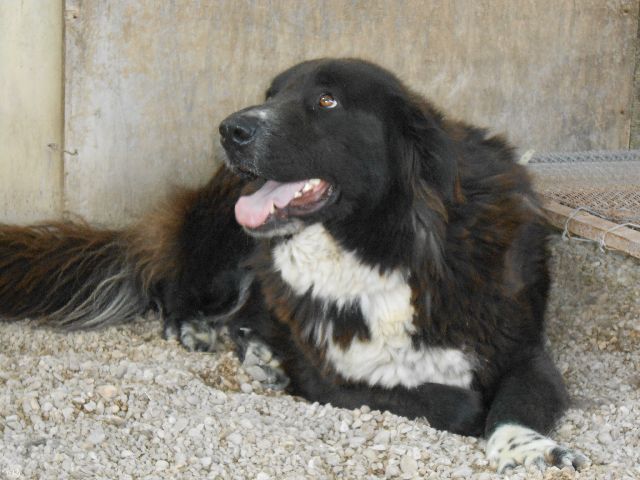 Tina NeufundländerBernerSennenMix Hündin, noch in Italien Zuhause