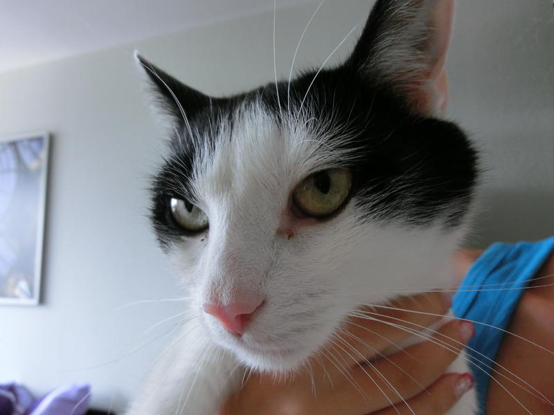Barneys Auge sieht komisch aus Katzen Forum