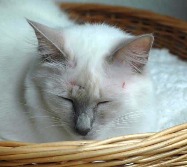 Katze rennt wie wild durch die Gegend und juckt sich dabei