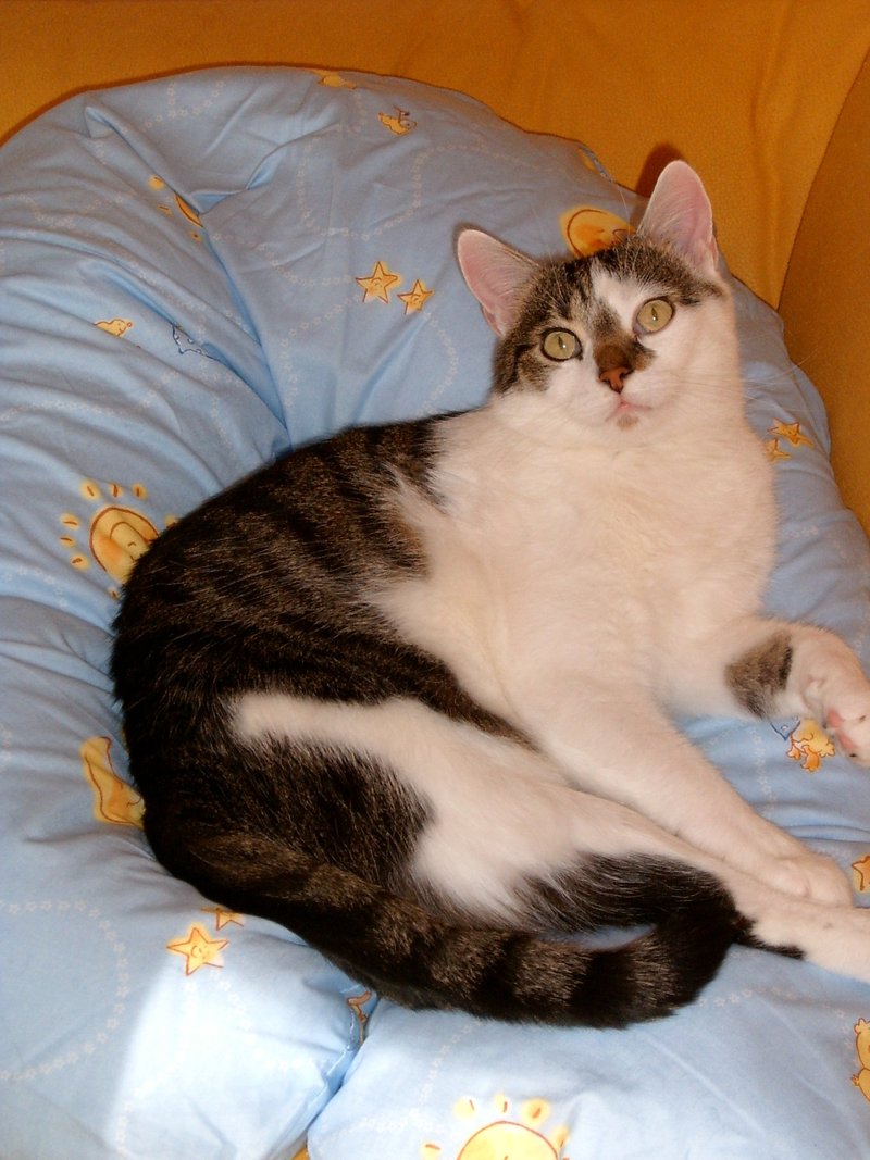 HCM Todesopfer Katzenforum MietzMietz das Forum über Katzen.