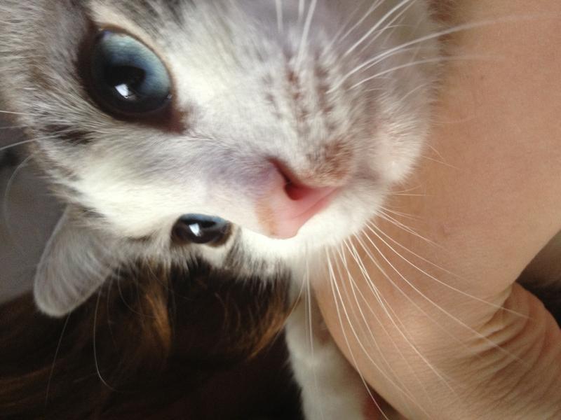 Kater hat wunde Lippe Katzen Forum
