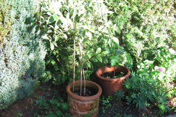 Minigärtchen 2013 Teil 4, Herbst Page 7 Mein schöner Garten Forum