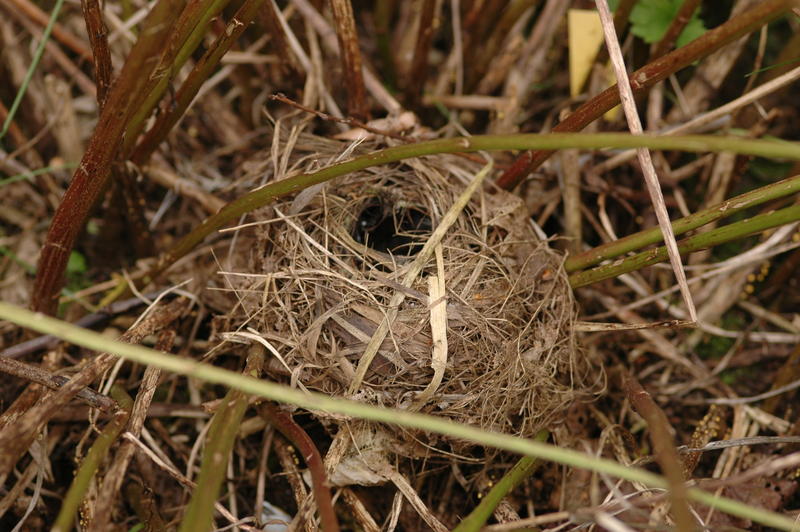 Wer baut solch ein Nest